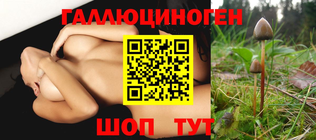 Галлюциногенные грибы Psilocybine cubensis Шебекино